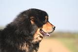 DOGUE DU TIBET 654